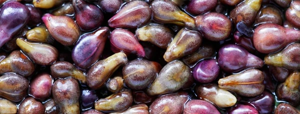 Grape Seed Extract